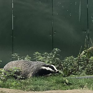 Eurasian badger “Dashie”
