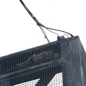 Wildcat fur pressed up again the cage lol