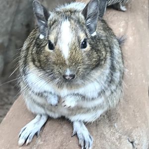 Degu