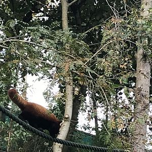 Red panda