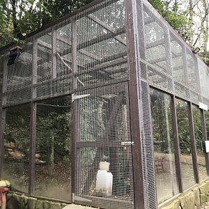 Great grey owl aviary