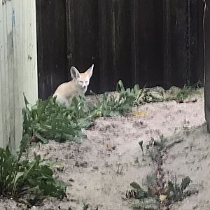 Fennec fox