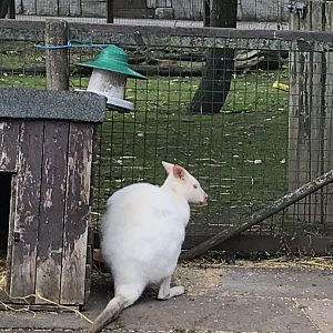 Albino wallaby
