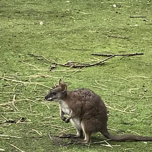 Wallaby