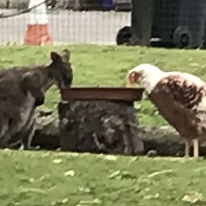 Wallaby and chicken eating together