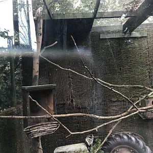 Barn owl enclosure