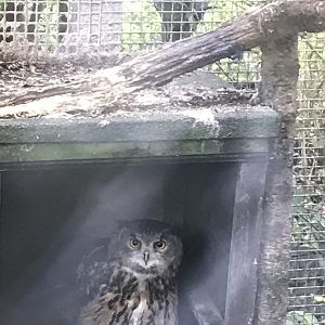 Eagle owl