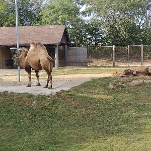 Bactrian Camel