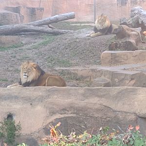 Lion brothers Brutus and Titus