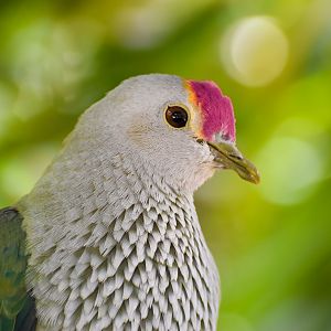 Rose-crowned Fruit Dove (Ptilinopus regina)