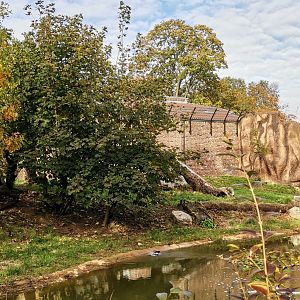 African Lion exhibit