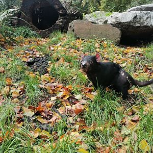 Tasmanian Devil