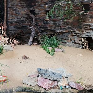 Long-nosed Potoroo/ New Zealand Shoveler/ Laughing Kookaburra/Bush Thick-knee exhibit