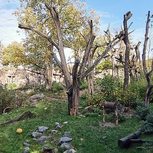 Spectacled Bear exhibit