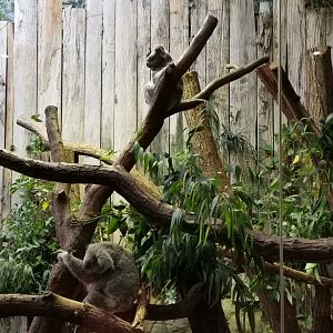 Koala House