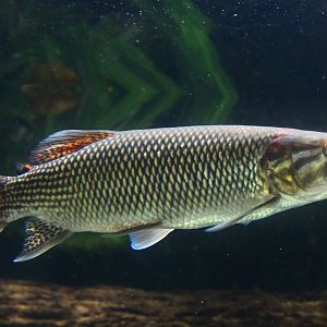 African Pike