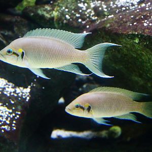 Fairy Cichlid
