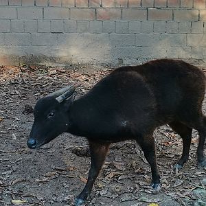 Mountain Anoa