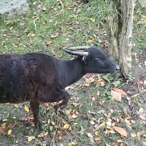 Mountain Anoa