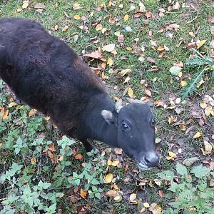 Close encounter with Idris