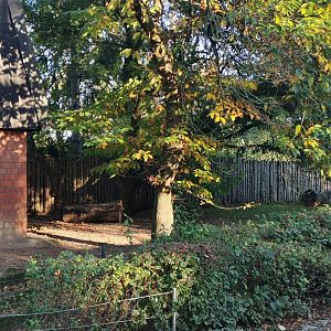 Mountain Anoa exhibit