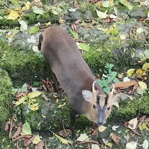 Formosan Reeves' Muntjac