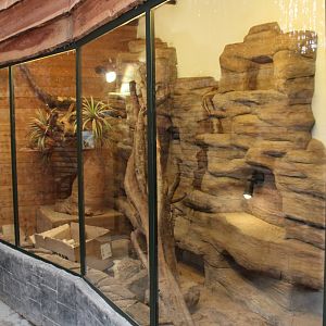 Enclosure dwarf mongoose