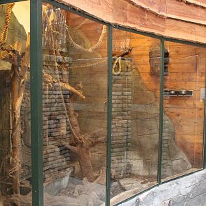 Enclosure Belanger's tree-shrew