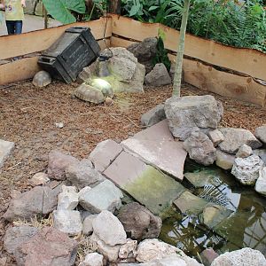 Enclosure Yellow-footed tortoise