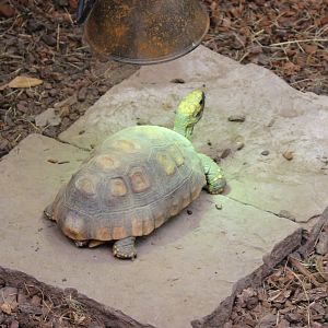 Yellow-footed tortoise
