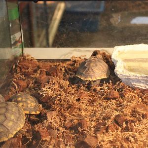 Baby Yellow-footed tortoises
