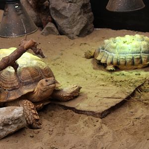 African spurred tortoises