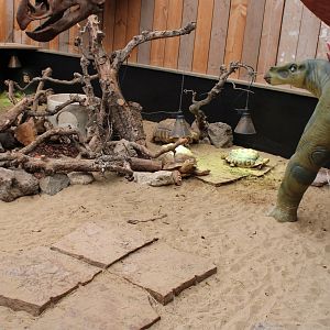 Enclosure African spurred tortoise