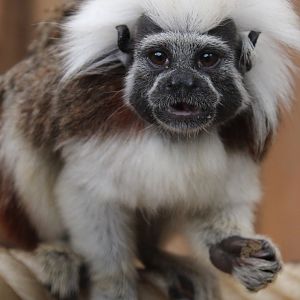 Cotton-top tamarin