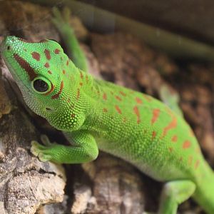 Greater Madagascar day gecko