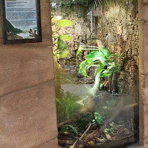 Enclosure Greater Madagascar day gecko