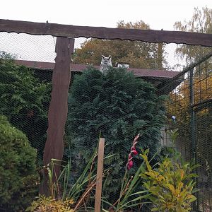 Spotted Eagle Owl Aviary