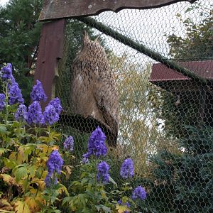 Turkmenian Eagle Owl
