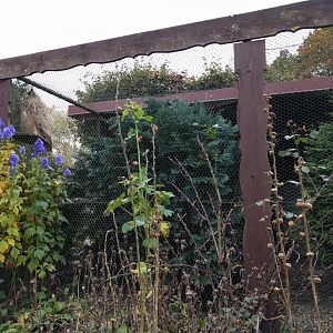 Turkmenian Eagle Owl Aviary