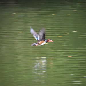 Mandarin duck in flight