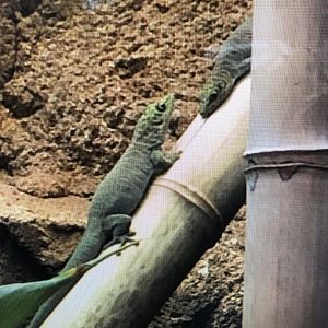 Reptile ID Zoo Wuppertal