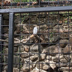 Snowy owl, male