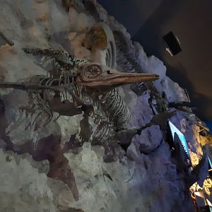 Ichthyosaur Fossil
