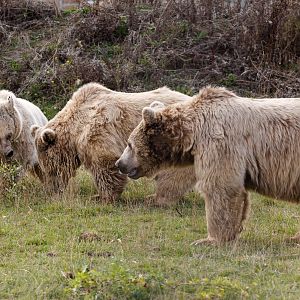 Syrian brown bear siblings / Hamerton / 23-10-21
