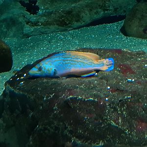 Cuckoo Wrasse having a rest