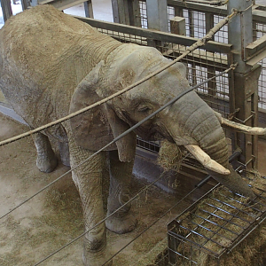 "Duchess" - as seen in April 2017