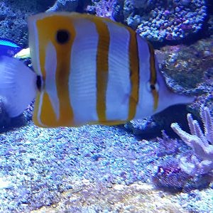 Copperband Butterflyfish