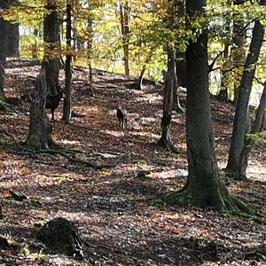 Wildpark Donsbach - Alpine Chamois exhibit