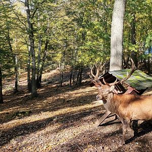 Wildpark Donsbach - Red Deer / Taiwan Sika exhibit