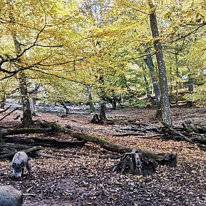 Wildpark Donsbach - Wild Boar exhibit